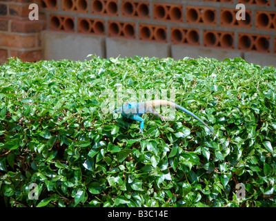 Blaue Leitung Baum Agama (Acanthocerus Atricollis) auf einem Busch in Kampala, Uganda Stockfoto