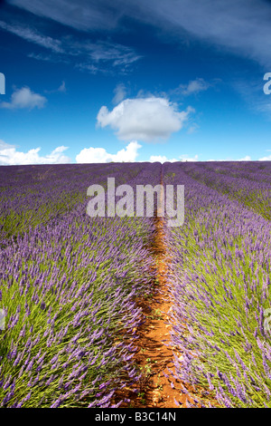 Snowshill Lavender Farm, in der Nähe von Broadway, Gloucestershire, England UK Stockfoto