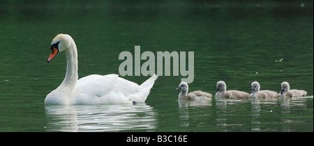 Höckerschwan (Cygnus Olor), Weibchen mit jungen, Zugersee, Schweiz Stockfoto