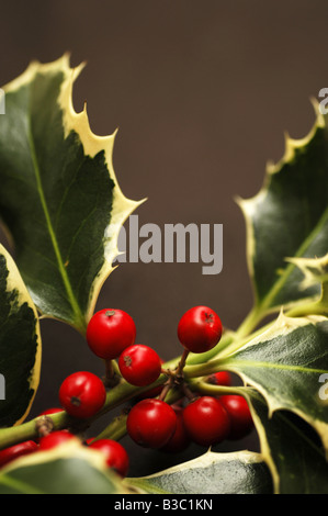 Holly Blätter und Beeren Stockfoto