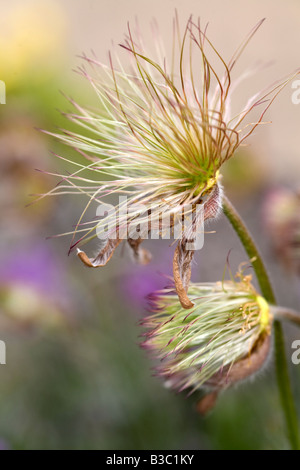 Samenkorn-Köpfe von Pulsatilla Vulgaris Stockfoto