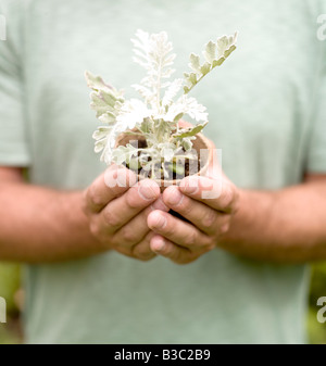 Ein Mann hält eine Pflanze in einen Blumentopf, Nahaufnahme Stockfoto