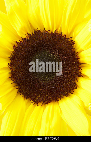 Eine Sonnenblume Stockfoto