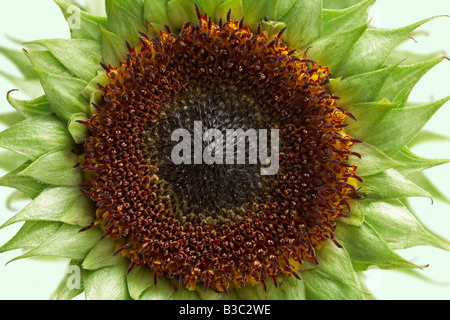 Eine Sonnenblume Stockfoto