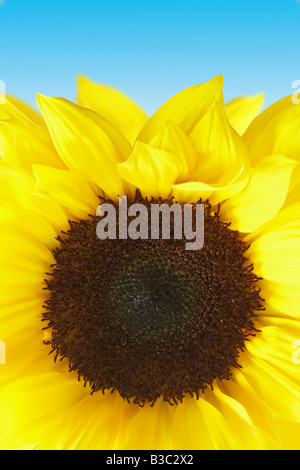 Eine Sonnenblume Stockfoto