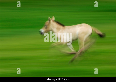 Przewalski Pferd (Equus Przewalskii), junge laufen, Schweiz Stockfoto