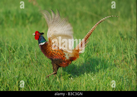 Ring – Necked Fasan Phasianus Colchicus männlich Nationalpark Lake Neusiedl Burgenland Österreich anzeigen Stockfoto