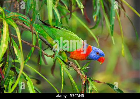 Regenbogen Lorikeet Trichoglossus Haematodu Erwachsener im Tree Australien Stockfoto