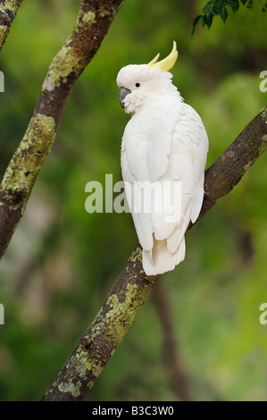 Schwefel-crested Kakadu (Cacatua Galerita) Erwachsenen in Baum-Australien Stockfoto