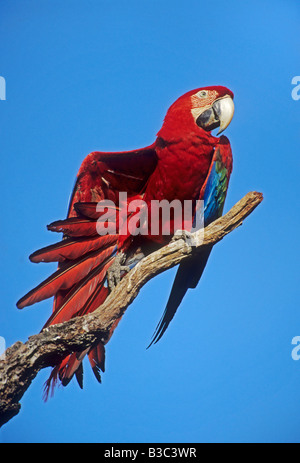 Scharlachrote Aras Ara Macao Erwachsenen putzen Pantanal-Brasilien-Südamerika Stockfoto