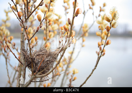 S VOGELNEST UND BLÜHENDEN WEIDE SALIX BICOLOR NIEDERLASSUNGEN IM ZEITIGEN FRÜHJAHR IN NORTHERN ILLINOIS USA Stockfoto