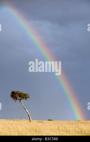 Kenia, Masai Mara National Reserve. Ein Regenbogen Bogen über eine einsame Akazie auf den Ebenen der Masai Mara. Stockfoto