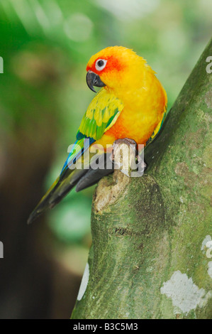 Sun-Sittich (Aratinga Solstitialis), Erwachsene im Baum, Guyana, Venezuela, Brasilien Stockfoto