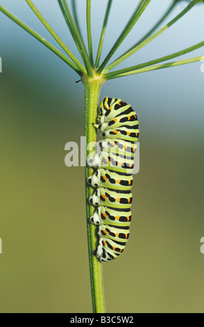 Alten Welt Schwalbenschwanz Papilio Machaon Raupe auf Futterpflanze Schweiz Stockfoto