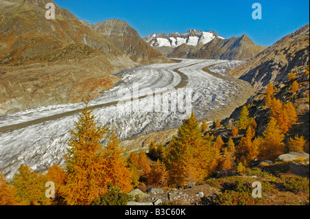 Aletschgletscher im Herbst Wallis Schweiz Stockfoto