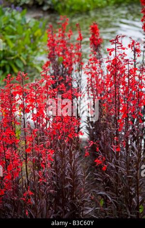 Lobelia Cardinalis Königin Victoria Stockfoto