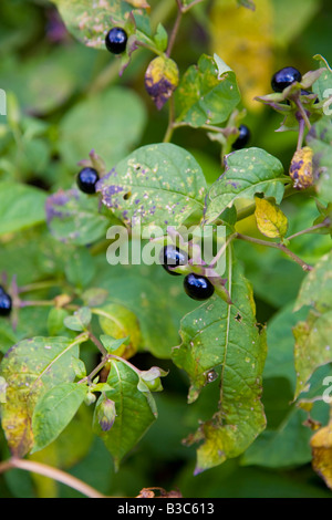 Atropa Belladonna Tollkirsche Stockfoto