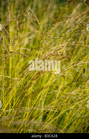 Molinia Caerulea Variegata Stockfoto