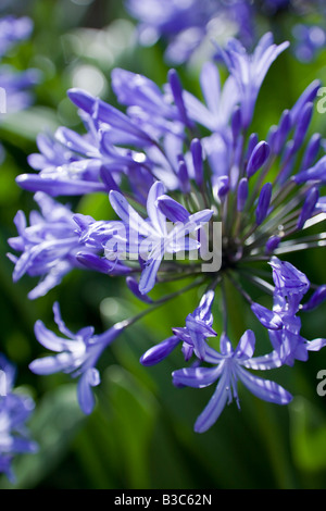 Agapanthus Praecox Giganteus Stockfoto