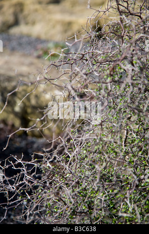 Corokia Zwergmispel Wire-Netting-Busch Stockfoto