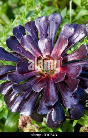 Aeonium Arboreum Atropurpureum Stockfoto