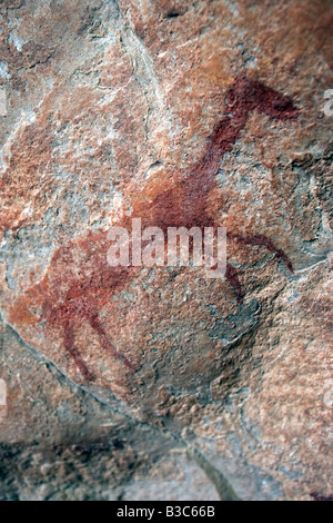 Südafrika, Western Cape, Cape Town. Die Elands Bay Höhle Felsmalereien können nicht direkt datiert werden, aber sie sind in einem ähnlichen Stil zu anderen, die an anderer Stelle im westlichen und südlichen Kap vor 200 bis 6000 Jahren datiert wurden. Die Galerie des Felsens ist von besonderem Interesse, da es enthält mehrere hundert Handabdrücke, großen Eland mit Körper gemalt in rot, sondern aus dem Kopf, Nacken und Beine verschwunden sind, weil sie in weißer Farbe, andere kleinere Antilopen und ein paar längliche menschliche Figuren fertig waren. Stockfoto
