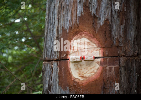Protokollierung der Redwoods in Nordkalifornien Stockfoto