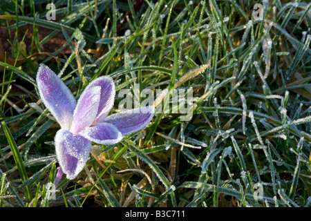 England, Dorset, Thorncombe. Forde Abbey ist Teil der Grenze zwischen Dorset und Somerset und seine elegante ehemalige Zisterzienserkloster und seinen 30 Hektar Award preisgekrönten Gärten befindet sich in ein Gebiet von außergewöhnlicher natürlicher Schönheit machen es zu einem führenden touristischen Standorten West Dorsets. Im Frühjahr sind die Gärten in Crococes hier noch in den frühen Morgen Frost bedeckt gehüllt. Stockfoto