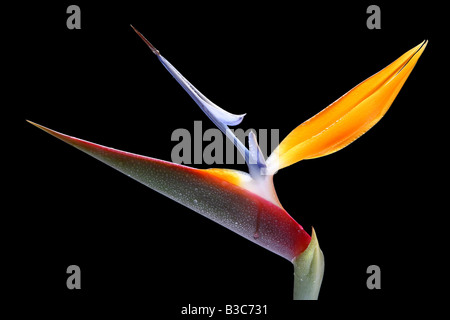 Eine Nahaufnahme von einer isolierten Strelitzia auszusetzen seine brillante Farben. Stockfoto