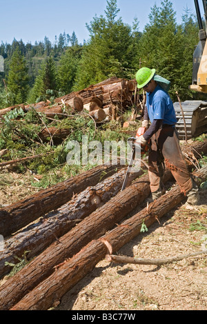 Protokollierung der Redwoods in Nordkalifornien Stockfoto