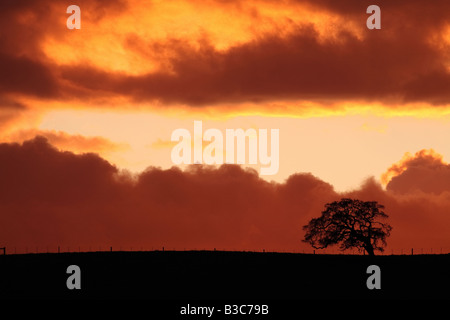 Ein einsamer Eiche Baum genießt den feurigen Himmel nach Sonnenuntergang. Stockfoto