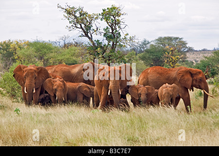 Kenia, Tsavo West Nationalpark. Eine Herde Elefanten (Loxodonta Africana) im Tsavo West Nationalpark. Der rote Farbton der ihre Dicke Haut ist das Ergebnis von ihnen selbst mit dem markanten roten Boden des Gebiets abstauben. Stockfoto