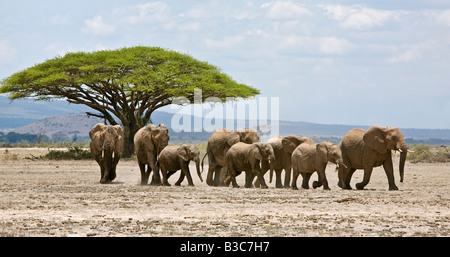 Kenia, Kajiado District, Amboseli-Nationalpark. Eine Herde Elefanten (Loxodonta Africana) bewegt sich über offenes Land in Amboseli Stockfoto
