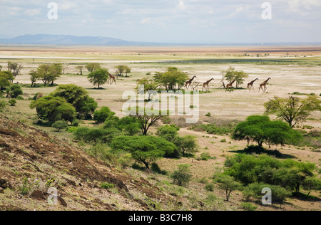 Kenia, Kajiado District, Amboseli-Nationalpark. Maasai Giraffen bewegen sich über offenes Land im Amboseli National Park. Stockfoto