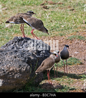 Kenia, Kajiado District, Amboseli-Nationalpark. Gekrönte Regenpfeifer (Vanellus Coronatus) im Amboseli National Park. Stockfoto