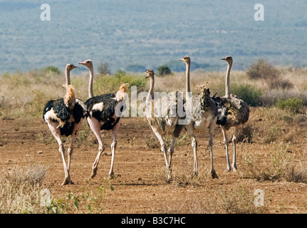 Kenia, Kajiado District, Amboseli-Nationalpark. Eine kleine Herde von Maasai Strauße (Struthio Camelus) in Amboseli National Park. Stockfoto