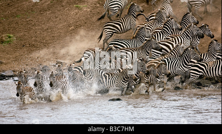Kenia, Masai Mara, Masai Mara Wildreservat. Eine Herde von gemeinsamen Zebras (Equus Quagga) Panik am Mara Fluss. Stockfoto