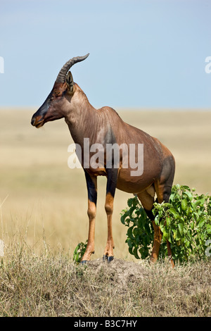 Kenia, Masai Mara, Masai Mara Wildreservat. Ein Topi (Damaliscus Korrigum) steht auf einem Hügel Termite zu wachen über seinem Hoheitsgebiet. Stockfoto