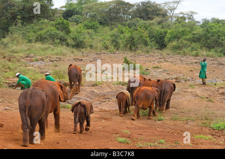 Kenia, Nairobi, David Sheldrick Wildlife Trust. Afrikanische Halter mit den jungen verwaisten Elefanten auf das Elefantenwaisenhaus. Stockfoto