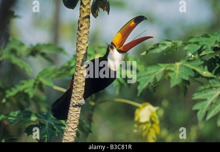 Toco Toucan Ramphastos Toco Erwachsenen rufen Pantanal-Brasilien-Südamerika Stockfoto