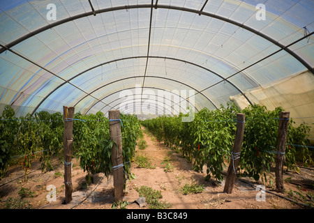 Paprika aus Espelette Anbau (Capsicum Annuum) unter Tunnel (Frankreich). Kultur de Piment d ' Espelette Sous Tunnel (Frankreich) Stockfoto