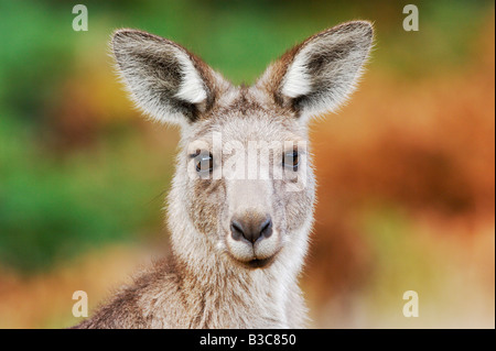 Western Grey Kangaroo Macropus Fuliginosus Erwachsenen Australien Stockfoto