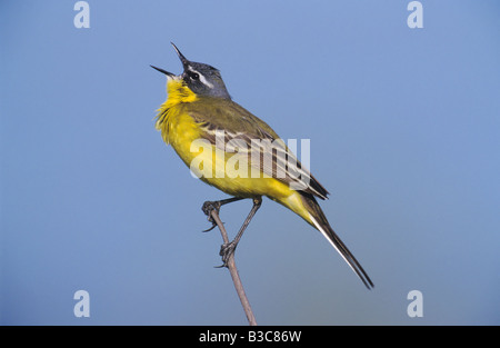 Gelbe Bachstelze Motacilla Flava männlichen Gesang Österreich Stockfoto