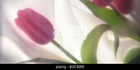 Rosa Tulpe Blumenarrangement mit weißem Stoff Studio Stillleben Stockfoto