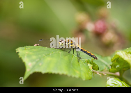 Black Darter Sympetrum Danae Erwachsenfrau thront auf einem Blatt Stockfoto