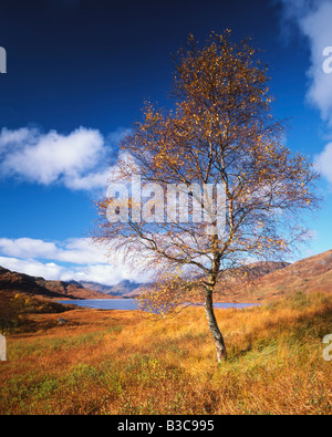 Herbstlaub im Queen Elizabeth Forest Park mit Blick auf Loch Arklet in der Nähe von Aberfoyle, Stirling, Schottland Stockfoto