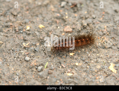 Costhorpe Worksop Nottinghamshire England GB UK 2008 Stockfoto