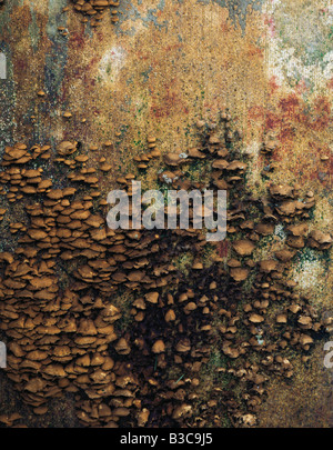 Detail der Pilz wächst auf Holz board Stockfoto