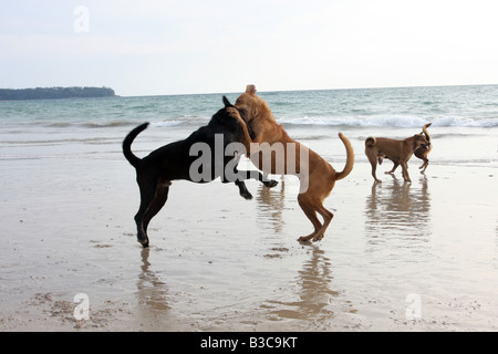 Hunde spielen am bang Tao Beach, Phuket, thailand Stockfoto