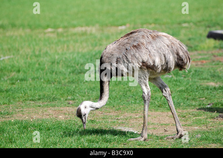 Der Rhea ist ein großer flugunfähiger flugunfähige Vogel, Südamerika heimisch. Dies ist der größere der beiden Arten: der amerikanische Rhea. Stockfoto